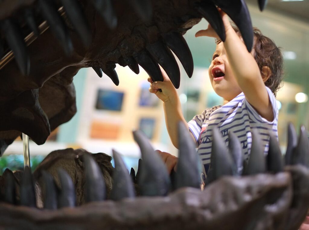 A toddler grabs the teeth of a T-Rex Fossil in the museum, with wonder.